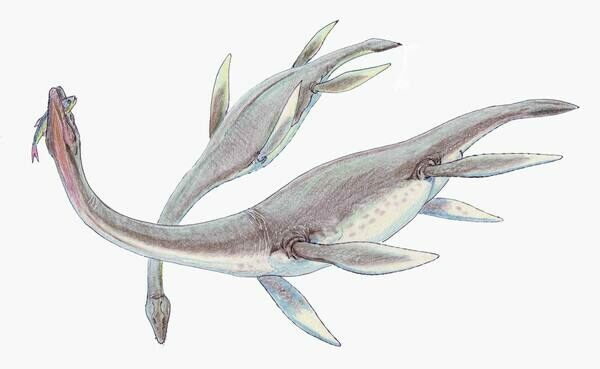 o reconstrucție a artiștilor Plesiosaurus dolichodeirus. De Dmitri Bogdanov Creative Commons licență